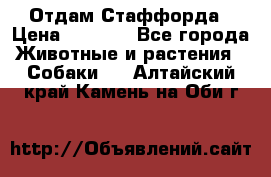 Отдам Стаффорда › Цена ­ 2 000 - Все города Животные и растения » Собаки   . Алтайский край,Камень-на-Оби г.